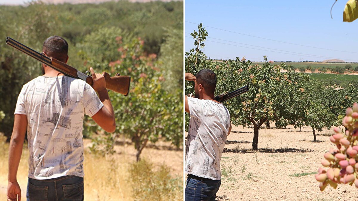 Bölgede 'yeşil altın' olarak adlandırılan Antep fıstığı için hasat dönemi öncesi tedbirler artırıldı.