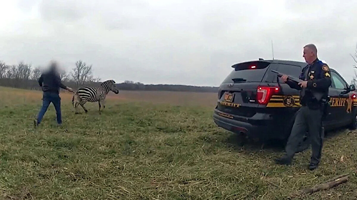 OHIO'DA BİR ADAMA ZEBRA SALDIRDI<br>Öte yandan ABD polisi, Ohio eyaletinde bir adamın, bir zebranın kendisine saldırması ve kolunu ısırması üzerine hastaneye kaldırıldığını açıkladı.