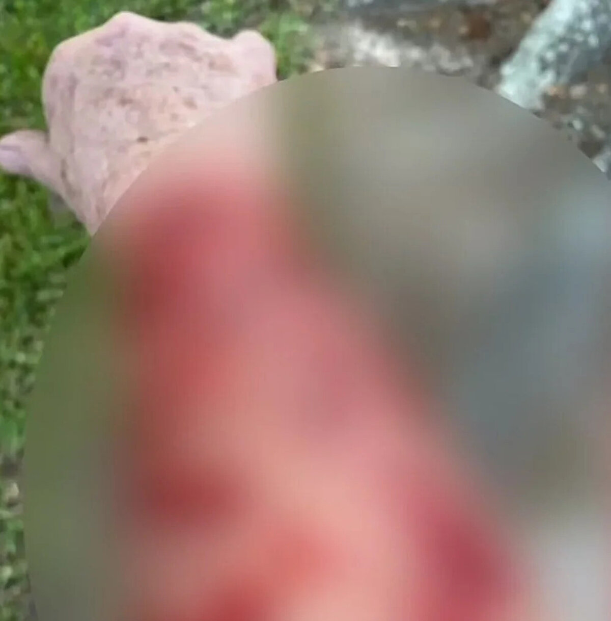 Şahin yılanı Jones'un kolundan çekmeyi başarırken, kolunda ve yüzünde kesikler ve ezikler oluşan kadın, hastanedeki müdahalenin ardından taburcu edildi.<br><br>