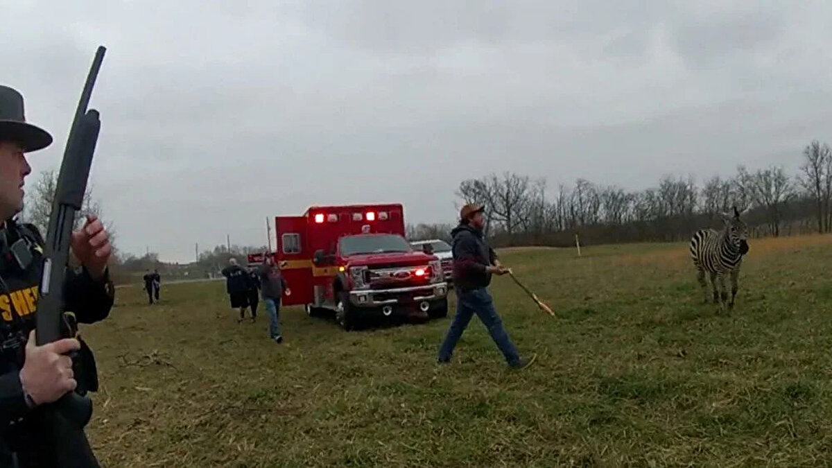 Kamera kayıtları, adamın zebrayı büyük bir sopayla kovalamaya çalıştığını ve sonunda zebranın memurlara doğru agresif bir şekilde yürümeye başladığını gösterdi. Bunun üzerine bir polisin zebraya bir el ateş ederek onu öldürdüğü görüldü.<br><br>
