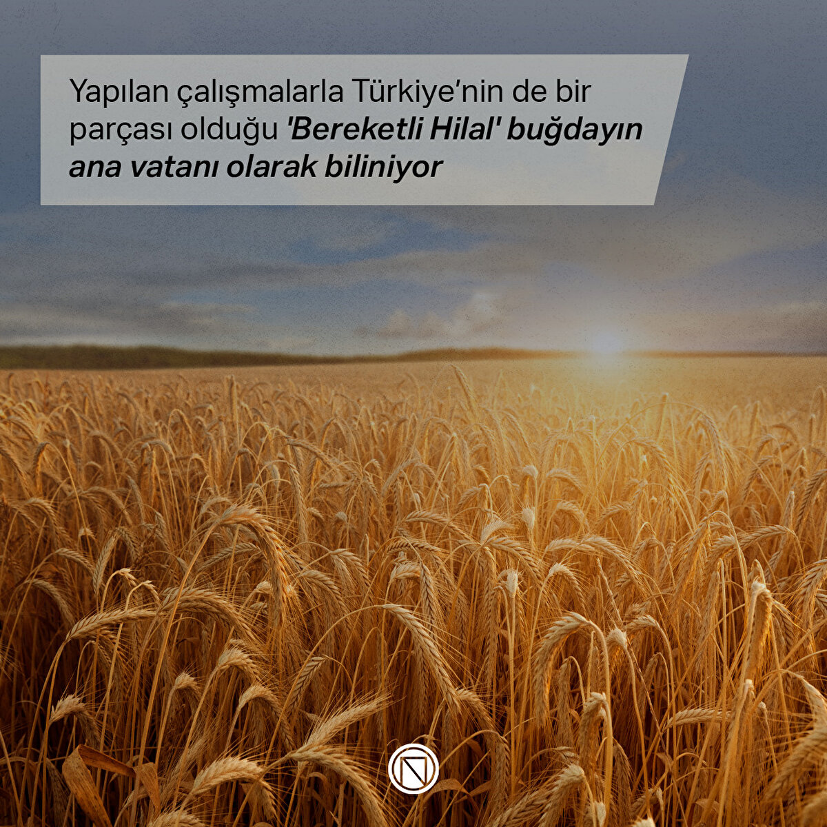 Yapılan çalışmalarla Türkiye’nin de bir parçası olduğu 'Bereketli Hilal' buğdayın ana vatanı olarak biliniyor  