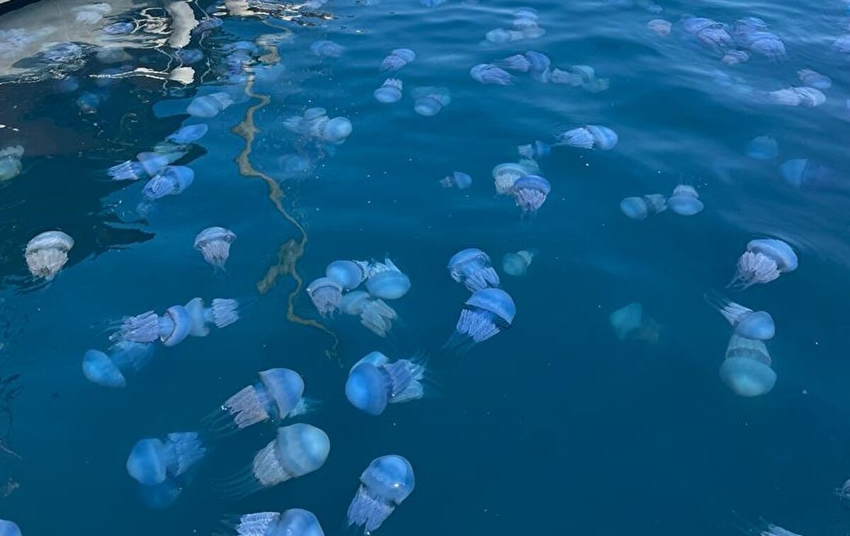 Nurçin Killi, şemsiye çapları 60 santimetre ve üzeri olabildiği için söz konusu deniz analarının insanlara temas etme ihtimalinin yüksek olduğuna dikkati çekti.<br><br>Bunların ayrıca balık ağlarını tıkayarak ekonomik zararlara da neden olabildiğini vurgulayan Killi, şunları kaydetti: "Ölü olsalar dahi dokunmamak gerekir. Rhizostoma pulmo orta derecede yakıcı bir tür olup yanma, acı, kızarıklık, kaşıntı ve kabarcık oluşumuna neden olabilir. Alerjik bünyelerde bu etkiler daha yoğun hissedilebilir. Genel olarak denizanası temasında hemen sudan çıkılıp temas edilen bölgenin deniz suyu ile yıkanması gerekmektedir. Temas yüzeyi deniz kumu ile kaplanarak kredi kartı benzeri bir şeyle hafif hafif sürtülerek patlamamış olan yakıcı hücrelerin uzaklaştırılması sağlanmalıdır. Kesinlikle tatlı su ile yıkanmamalıdır. Her bünyenin alerjik reaksiyonu farklı olduğu için denizanası ile temas durumunda bir an önce en yakın sağlık kuruluşuna başvurulmasını öneririm."