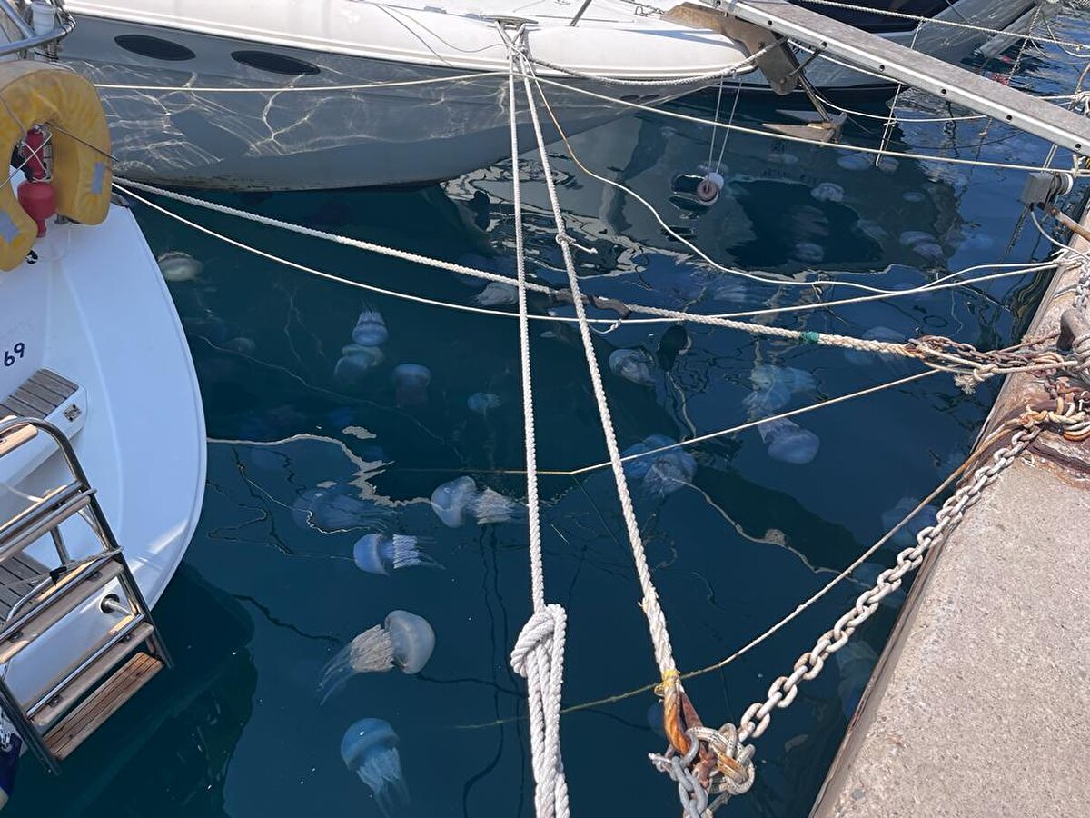 Deniz analarının yaz ayları ve sonbahar boyunca da Türkiye'deki sularda görülebildiğine dikkati çeken Killi, şunları kaydetti: "Denizanaları ilkbahar aylarında poliplerden medüzlerin oluşmasıyla görülmeye başlarlar. Su sıcaklıkları ve besinin uygun olduğu bölgelerde sayılarını daha fazla arttırmaktadırlar. İzmir Körfezi ve Foça kıyılarında görülen rhizostoma pulmo türü Akdeniz'in yerli türlerinden biridir. Şemsiye kenarı mavimsi menekşe rengi ile karakterize edilir. Özellikle Karadeniz, Marmara ve Ege kıyılarında yaz aylarında sayıları yüksek boyutlara ulaşır. Dolayısıyla normal bir durumdur. Dalga ve akıntıların etkisiyle de körfez ve koylara doğru sürüklenerek buralarda birikirler. Hayat döngüleri bittiğinde medüzler sahile vurmaktadır."<br><br>