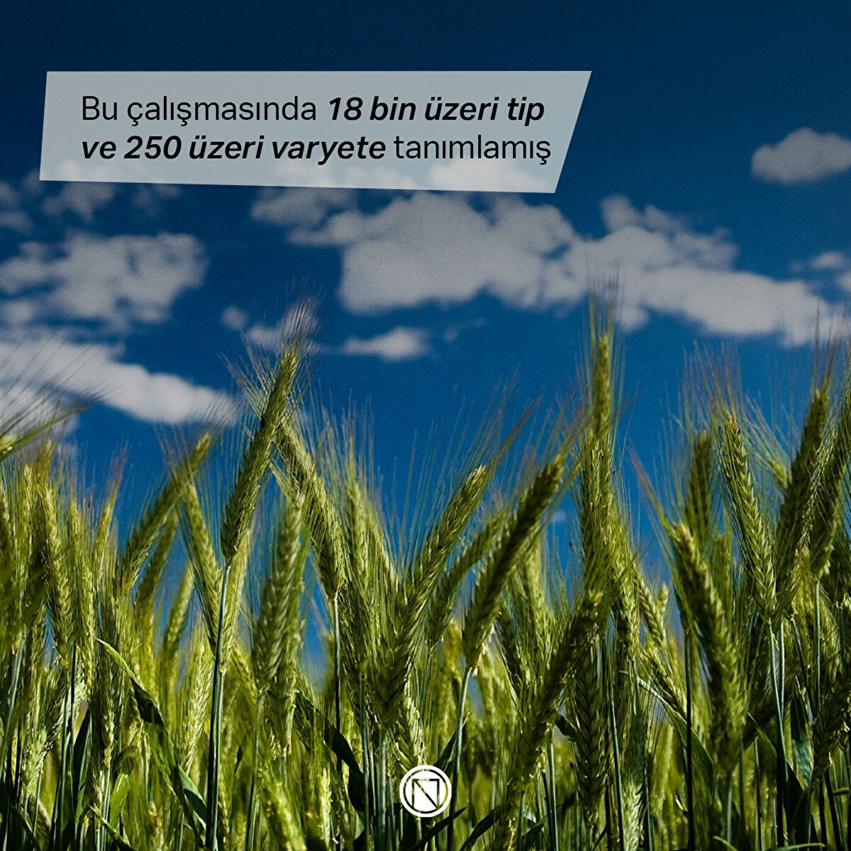 Bu çalışmasında 18 bin üzeri tip ve 250 üzeri varyete tanımlamış  