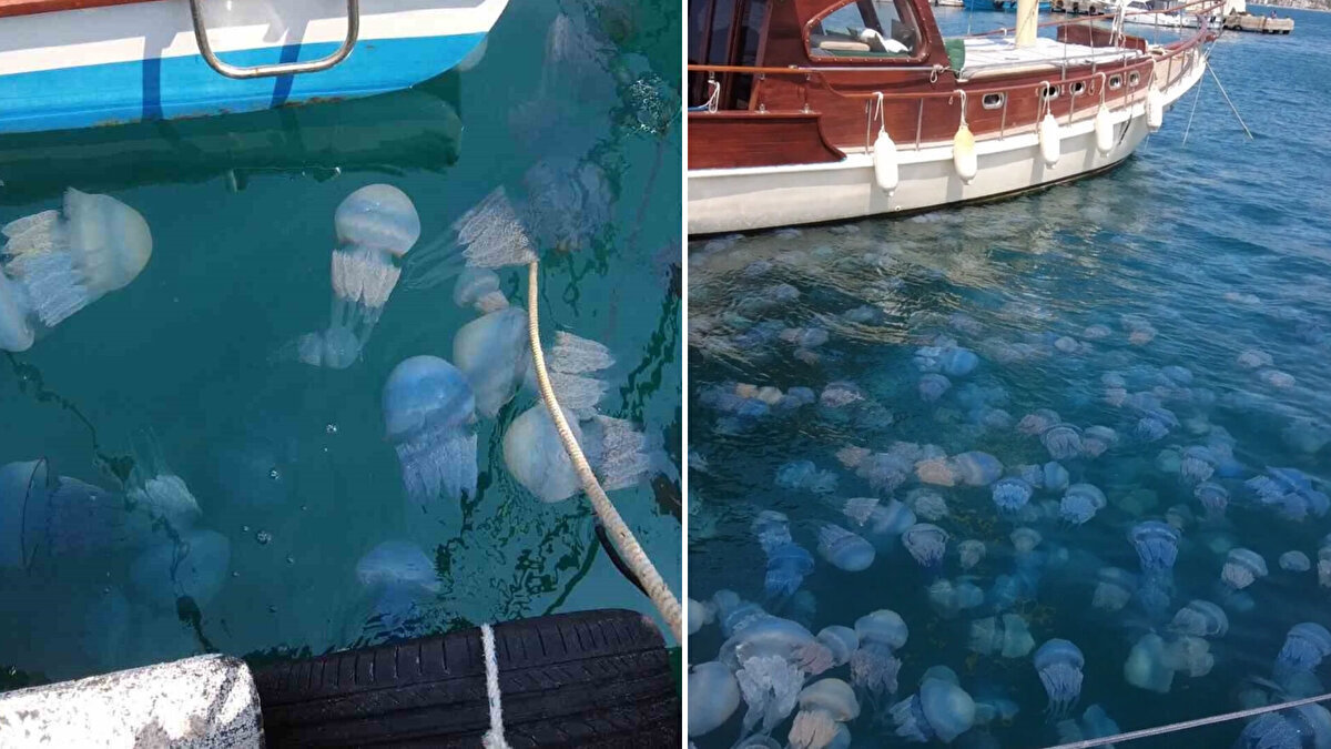 İzmir'in turistik ilçesi Foça sahillerinde büyüklü küçüklü denizanası yoğunluğu dikkat çekti. Deniz yüzeyinde çok sayıda görülen denizanası denize girmek isteyen tatilcileri de tedirgin etti. 