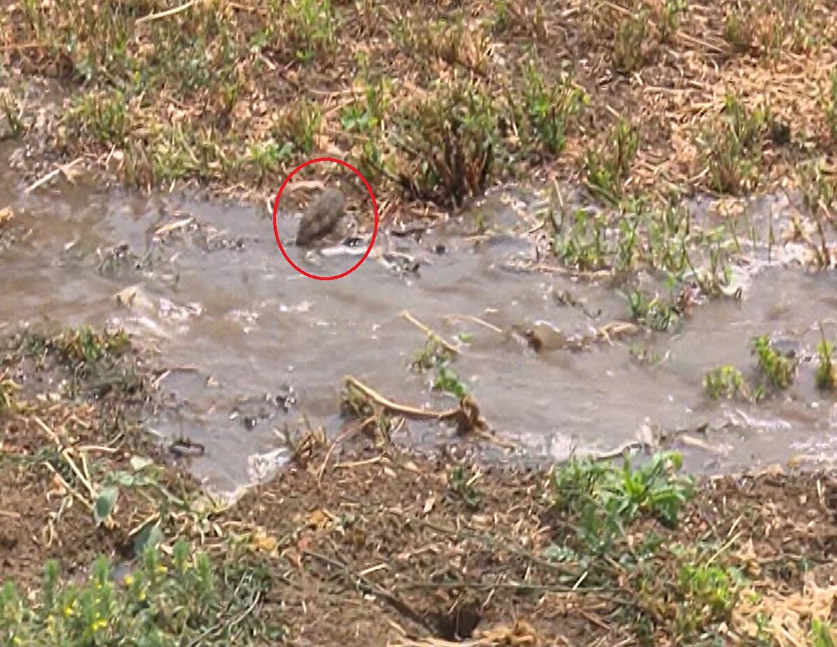 Fare popülasyonunun bu yıl çok yüksek olduğuna dikkat çeken Prof. Dr. Aydın, şöyle konuştu:<br><br>“Bursa'dan duyduğumuz haberler ki Görükle’de de bu şekilde, kampüste de. Fare popülasyonu bu sene çok yüksek. Aynı sinekte olduğu gibi. Yani vektörlerde de olduğu gibi. Çünkü iklim ona çok uygun. Çünkü biz insanlar biliyorsunuz hayvanların doğal yaşam alanlarını bozduk. Tarlalar açtık, ormansızlaşma ki bugün küresel iklim değişikliğinde ormansızlaşma yüzde 17 gibi dünyada sebebe sahip. Yani çok yüksek. Bizlerin doğal hayata daha saygılı olması lazım. Ormanlık bir alandan tarla yaratmak yerine ya da onların üreme alanlarını bozmak yerine, çünkü biz onların alanına girdiğimiz zaman aslında bir nevi onları da kendi yaşamımızın içine alıyoruz. O zaman tıpkı evcil hayvan gibi düşünün. Bizim artıklarımız, bizim ektiklerimiz, bizim diktiklerimizle beslenmeye başlıyorlar. Ama sonra biz şikayet ediyoruz. Burada üreticinin yapacağı, yaşam alanlarını şu anda tarla ve tarla içindeki bozmaları gerekiyor. Çünkü yüksek bitkilerin olduğu yerde daha güzel barınıyorlar. Bir de sonbaharda ciddi bir mücadele yapılması gerekiyor. İlkbahara girişte de. Çünkü buradaki anaçları yok ettiğiniz zaman, bir de yılan ya da bazı yırtıcı kuşları gördüğümüz zaman o kuşları vurmayalım. O yılanlara dokunmayalım. Onlar yollarına gitsinler.”