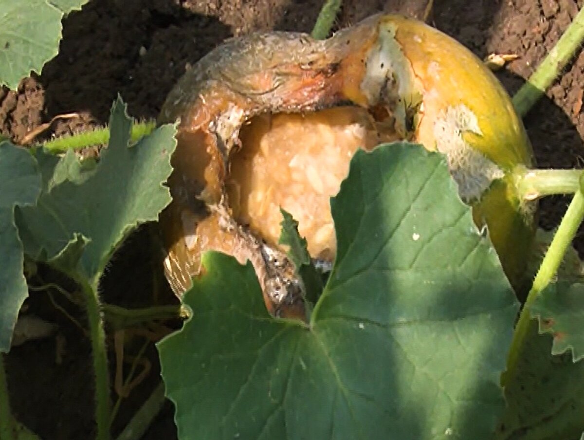 “Özellikle biliyorsunuz farelerin doğal düşmanları var. Yani onları doğada dengeleyen. Yılan gibi sürüngenlerin azaldığı zaman artar. Özellikle rutubetli, nemli ve besinin ki onlar tarla kenarlarında, tarlalardaki yeşillik ve artıklardan dolayı, buğday tarlalarında buna benzer buralarda çok artar. Küresel iklim değişikliğinin de bir etkisi var. Bir de fareyle mücadele özellikle artabilecek yerlerde, ilkbahar başı ve sonbaharın ortalarından sonra yapılır. Zamanında mücadele yapılmadıysa da artar. Çünkü biliyorsunuz bir farenin 3 hafta civarında gebelik dönemi var. 3 ayda da cinsel olgunluğa ulaşıyor. Ortalama 5-6 bazen 10’a kadar yavru bırakabiliyor. Bunun yarısı dişi olsa birkaç ay içinde o dişilerin de doğurabileceğini düşünüyorsanız çok çok artar.” <br><br>