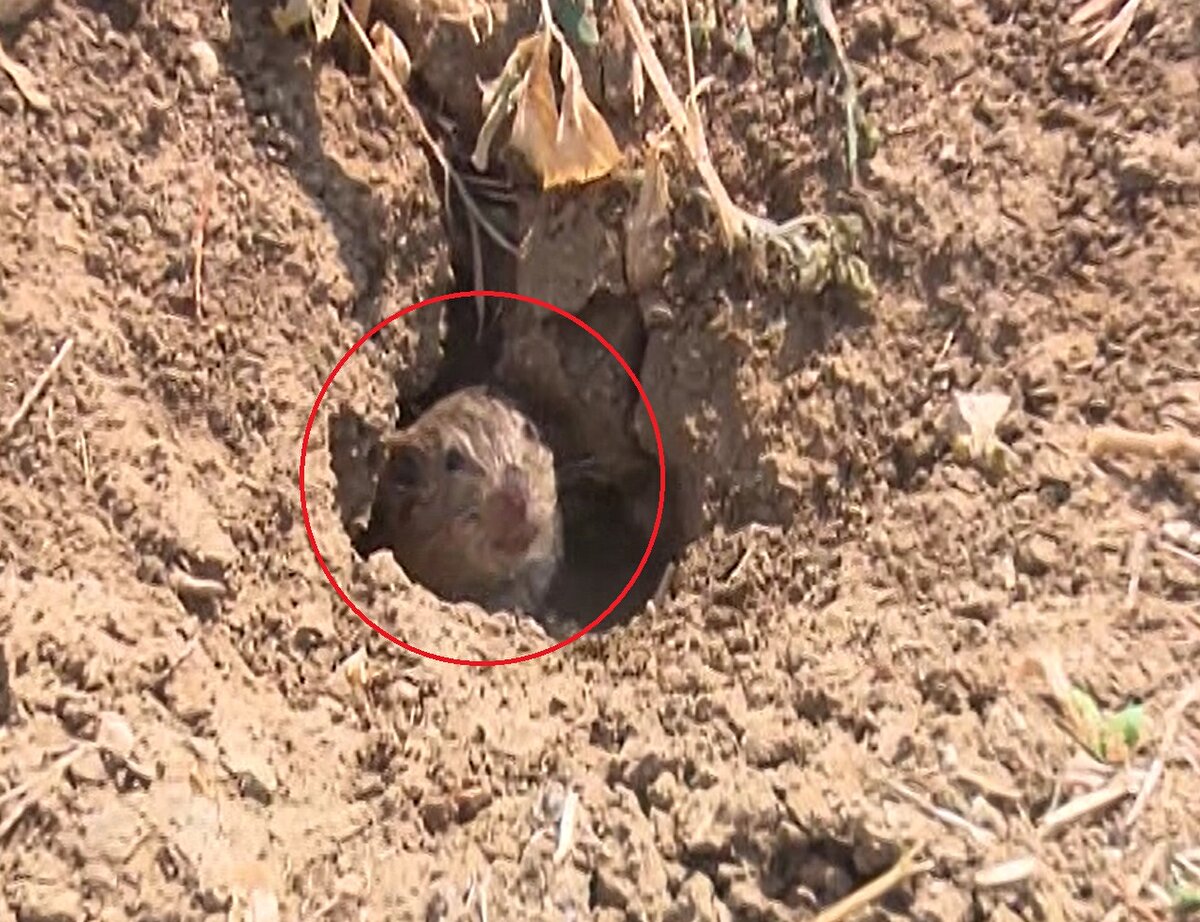 Karaamca Mahallesi Dernek Başkanı Özkan Şentürk, 2 yıldan beri farelerle mücadele ettiklerini, bu yıl ise fare popülasyonunun artış gösterdiğini belirterek, “Önüne geçemiyoruz. İlaçlama yapıyoruz. Ama şu anda hiçbir etkisini, faydasını göremiyoruz. Yonca, ayçiçeği, fasulye, buğday, arpa bütün ürünlerde, yani genelde bütün ürünlerde zararını görüyoruz. Çaresiz kaldık” dedi.<br><br>