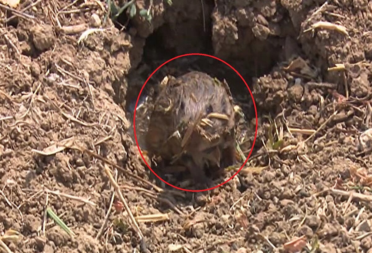 "Ne yapacaklarını düşünüyorlar. Yani gerekli yerlere iletiyoruz. Ama buna rağmen hala fareler zarar vermeye devam ediyor. Kesin tahmin edemeyiz ama yaklaşık 40 bin dönüm zarar var. Çünkü Yenişehir'de ekilebilir tarım arazisi 520 bin dönüm. Bu kadar alanda buğday hasat edildi, zarar gördü onlar. Ama şu anda da ovada sebzecilik yapılıyor. Sebzelerde de bunun altında olmayacağını ve üstünde olacağını düşünüyorum. Fiyat olarak zararı netleştiremeyiz ama bugün 40 bin dönüm alan demek, 100 milyon lira zarar demektir. Yani bunun altında da olamaz.”<br><br>