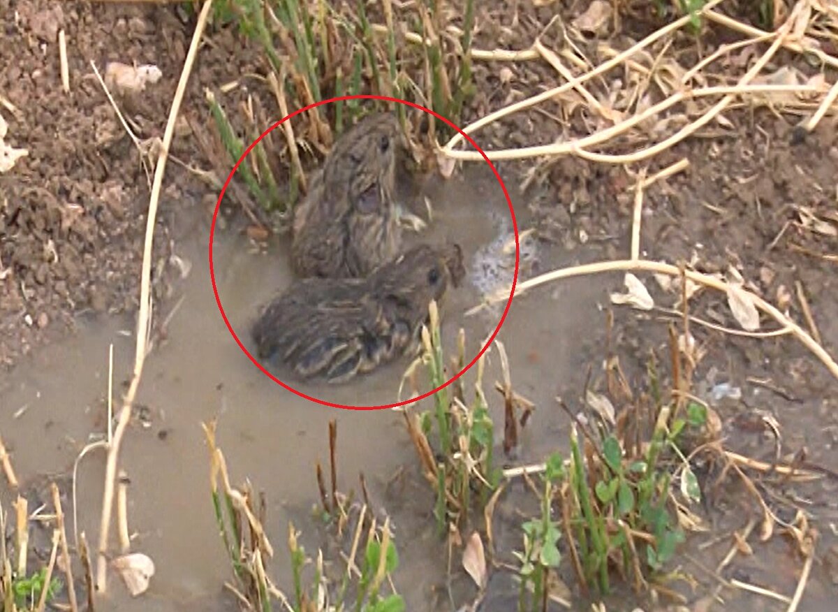 Tarlasının her yerinin fare yuvası olduğunu, zirai ilaçlamanın da fayda etmediğini belirten çiftçi Hüseyin Güleç de “2 seneden beri farelerden hiçbir şey alamıyoruz. Buğdayları, arpaları sanki biçmişsin gibi biçiyorlar. 2 senelik yoncalar bitti. Yeniden ekmemiz lazım bunları. Yoksa hakkından gelemiyoruz. Her taraf fare yuvası oldu. Maddi anlamda kaybımız çok büyük. Ürün alamıyoruz. Tarlalar olduğu gibi fare. Her tarafta fareler var. Yollarda bile fareler var. Kış, don olayı olmadığı için çok ürediler. Yılan kalmadı. Eskiden yılanlar topluyordu bunları, yılan da kalmadı. İlaçlar da fayda etmiyor” diye konuştu.<br><br>