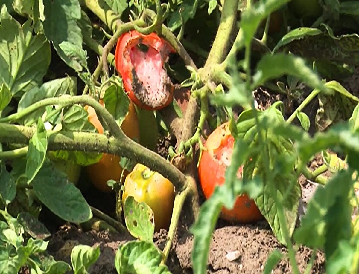 Son yıllarda fare popülasyonunun artmasını, insanların, hayvanların yaşam alanlarına müdahale etmesi, yılan popülasyonunun azalması ve küresel ısınmaya bağlı olarak su ihtiyacı artan hayvanların, sulak alanlara yönelmesine bağlayan Bursa Uludağ Üniversitesi (BUÜ) Veteriner Fakültesi Parazitoloji Anabilim Dalı Başkanı Prof. Dr. Levent Aydın, üreticilere uyarılarda bulunarak, şunları söyledi: <br><br>