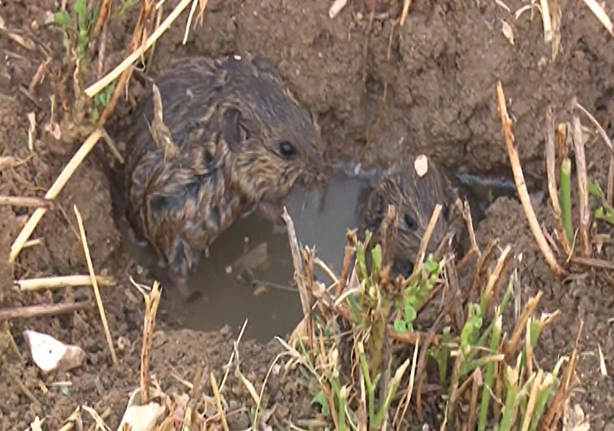 Çiftçilerin 100 milyon liranın üzerinde zararı olduğunu belirten Bursa Ziraat Odaları İl Koordinasyon Başkanı ve Yenişehir Ziraat Odası Başkanı Sadi Aktaş ise şunları söyledi:<br><br>“Yenişehir ilçemizde 71 mahallemiz var, yaklaşık 35 tanesinde bu fare zararı görülmektedir. Yaklaşık 3,5 aydan beri de sürekli farelerle mücadele edilmesine rağmen bir çözüm bulamadık. Verilen zehirli buğdaylar fayda etmedi."