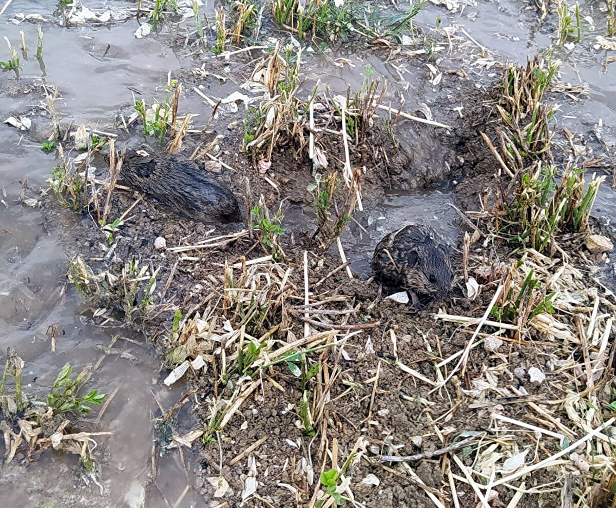 "Şu anda Yenişehir’de sezonda bütün sebzelerin hasadı yapılmaktadır. Sulama damlama hortumlarına varana kadar kavun, karpuz, domates, yonca tarlaları, buğdaydan başladık. Yani ne kadar ekili alan varsa bu fareler zarar vermektedir. Bununla alakalı, bu zarar gören çiftçilerimiz sonuçta buradan para kazanacağım diye masraf etmiştir. Bunlar, fare zararından dolayı kazançlarından da mahrum kaldılar."<br><br>