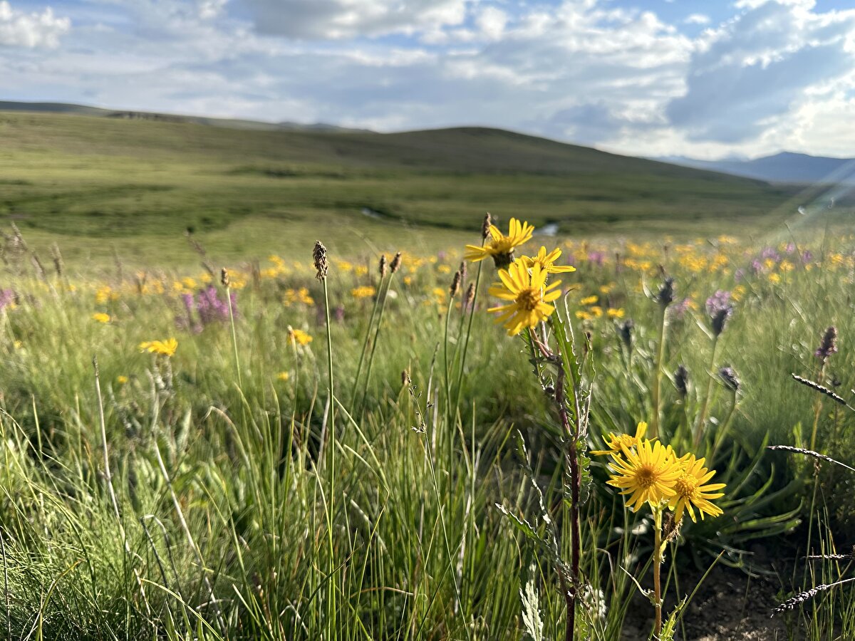 Batı Himalayalar'da bulunan 4 bin 114 metre rakımdaki Deosai Platosu, Çin'in Tibet Özerk Bölgesi'ndeki Changtang’ın ardından dünyanın en yüksek platosu özelliğine sahip. Deosai Milli Parkı içindeki plato, zengin flora ve faunasıyla öne çıkıyor.