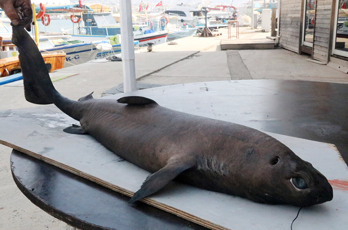Ninja Lanternshark, siyah rengi ve karanlıkta parlamasıyla biliniyor.<br><br>