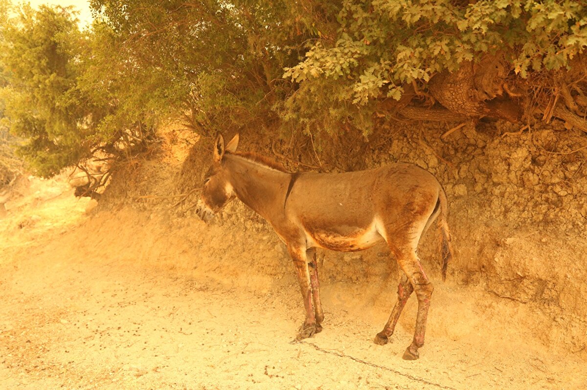 Köyde yaşayanları il merkezindeki Terzioğlu Yurdu'nda misafir edeceklerini belirten Aktaş, "Vatandaşlarımızın kendi mal ve can güvenliği açısından dikkatli olmaları çok önem arz etmekte." dedi.<br><br>
