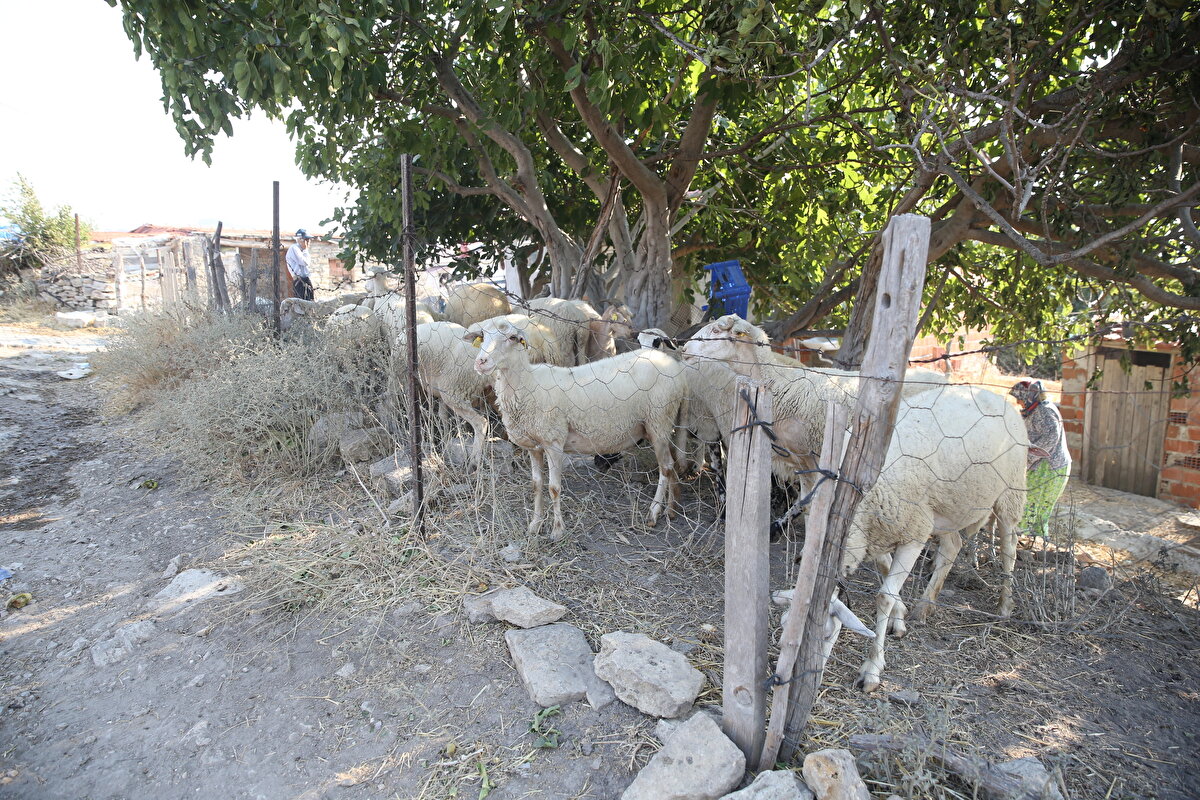 Karaduman, evlerinin yanına kadar gelen yangın sırasında yaşadıklarını anlatırken yangının köylerine geldiğini gördüklerinde koyunlarını ağıldan çıkartarak mezarlığın arka tarafındaki açık alana götürdüklerini söyledi.