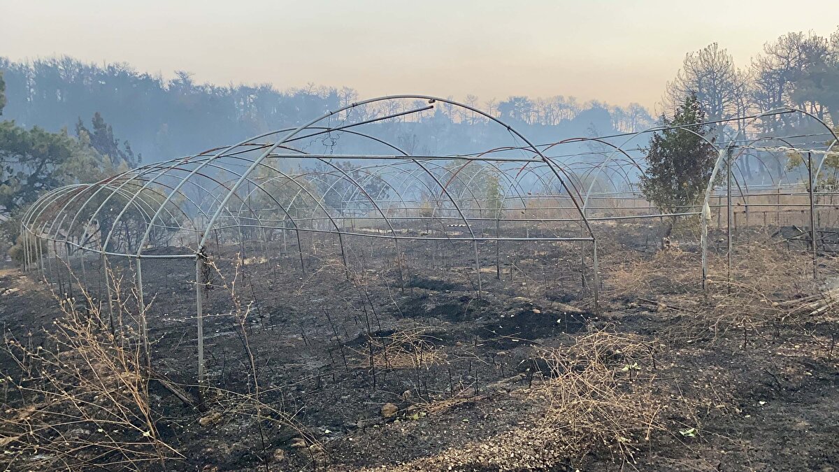 Yangının büyüklüğü, gün ağarınca ortaya çıktı, yanan alanlar dron ile görüntülendi. Ormanda geniş bir bölgede yeşil rengin griye döndüğü görüldü.