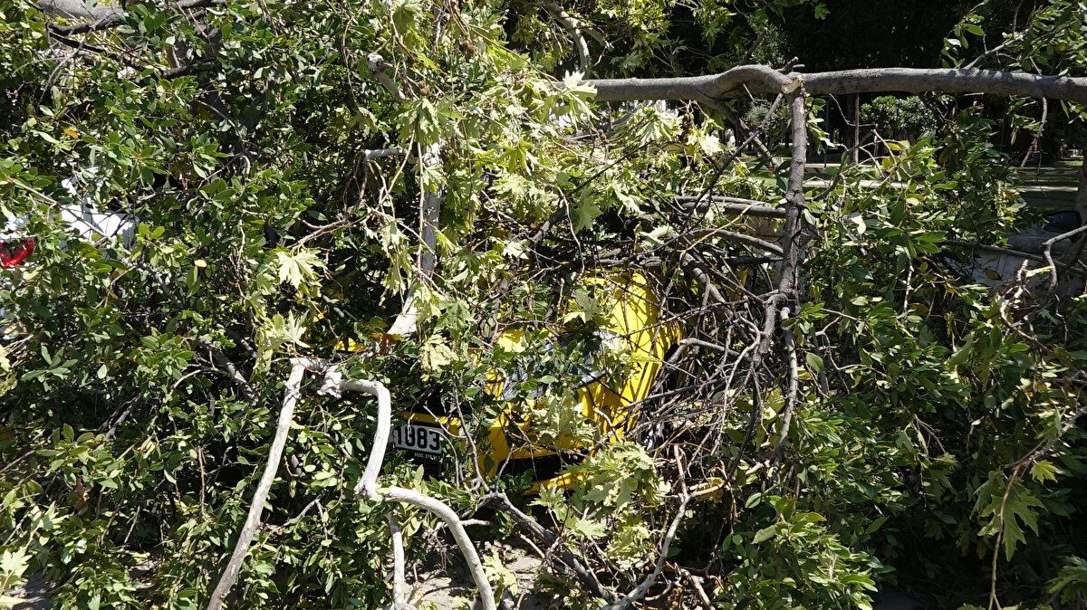 İncelemede, herhangi bir yaralama vakası olmadığı tespit edildi.