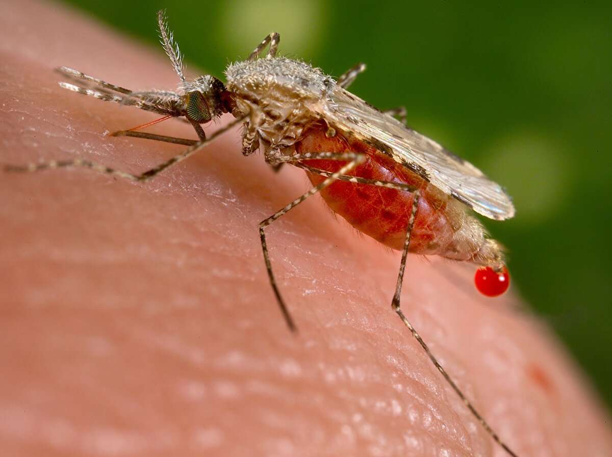 Sinekle mücadelenin kış aylarında da yapılması gerektiğini belirten Prof. Dr. Aydın, "Mesela belediyeler, çevre ilaçlamaları yapıyor. Önemli olan larvasitlerdir, kışlak ilaçlamalarıdır. Yaz ilaçlamalarında şunu söyleyeyim; attıkları 10 mikronluk bir partikül, 56 dakika havada kalıyor, soluyoruz. Ama kışlak ilaçlamalarının larva mücadelesini sıkı tutarsak, yaz ilaçlamaları minimuma iner. Nerede yapılır? Çöplüklerde, kanalizasyon arıtma tesislerinde, sineğin yuvalanacağı yerlerde. Ya da küçük su birikintilerini, ev çevrenizden yok edin. Bunlar aslında kolektif bir mücadeledir. Rögar kapağında, bir kanalizasyon arıtma tesisinde ya da birikim alanlarında, larvayı engellerseniz; zaten bahardan sonra sinek popülasyonu az olur" diye konuştu.<br>