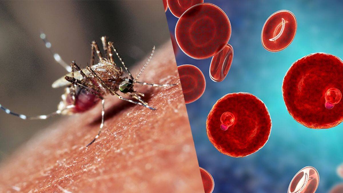 Küresel ısınma nedeniyle böcek popülasyonu artış gösterirken, son 10 yıldır yeni sivrisinek türleri de ortaya çıktı. Özellikle kıyı kesimlerde görülen sinek ve sivrisineklerin yaşama gücü yüzde 90, üreme gücü ise yüzde 80 oranında arttı.