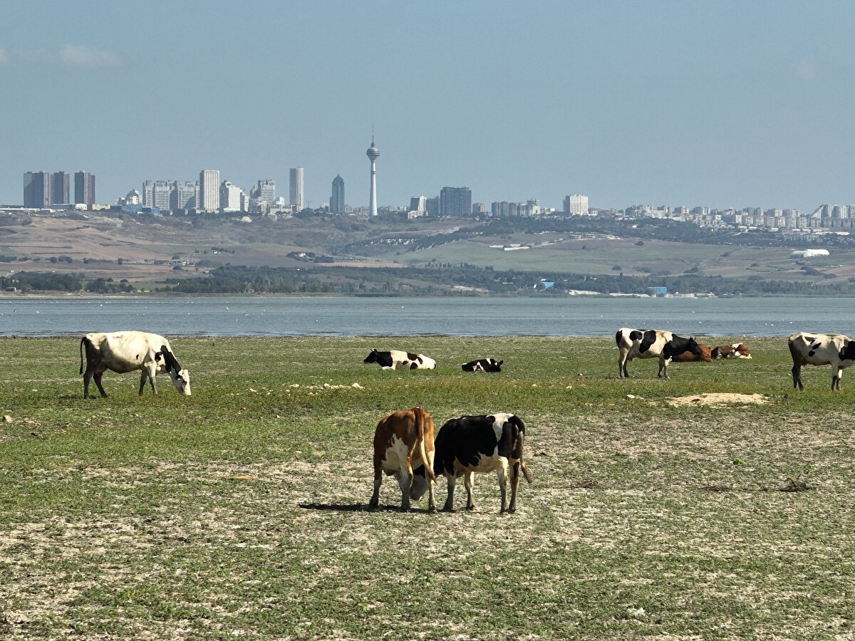 Darlık Barajı'nda ise geçen yıl 29 Ağustos'ta yüzde 60,24 olarak ölçülen doluluk oranı, bugün itibarıyla yüzde 44,37 oldu.<br>