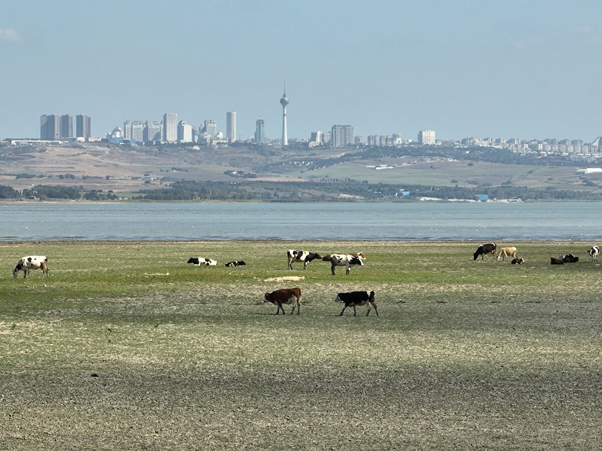 Kuruma noktasına gelen Büyükçekmece Barajı'nın su çekilen arazisinde hayvanların otladığı görüldü.<br>