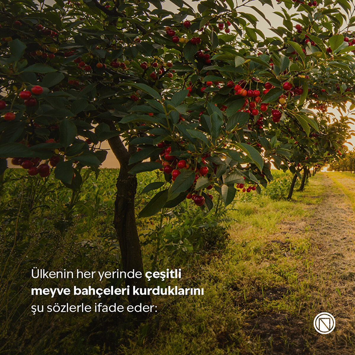 Ülkenin her yerinde çeşitli meyve bahçeleri kurduklarını şu sözlerle ifade eder:  