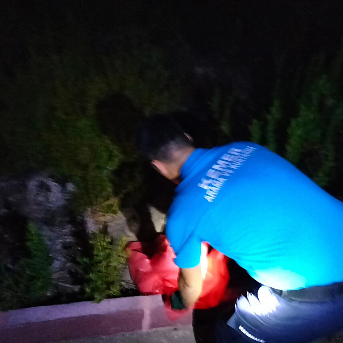 Yavru bir Akdeniz engereği olduğu tespit edilen yılan, KEMKUT ekibi tarafından ormana bırakıldı.