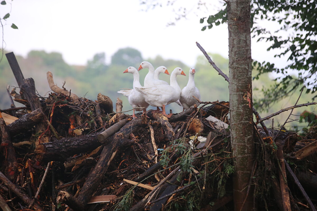 Suyun çekildiği tesisin bulunduğu alan ve çevresindeki çalışmalarda ekipler, selle gelen tomruk ve ağaçların çevresine ve altlarına bakıyor.<br><br><br>