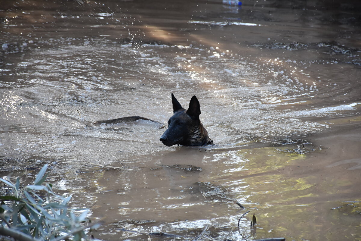 Yürütülen çalışmaları çamur ve balçığın oldukça zorlaştığını dile getiren Kumbuzoğlu, şunları kaydetti:<br><br>"Tabii biz bu arama taramaları yaparken önümüze çıkan bütün yan kanalları da tarama durumuyla karşılaşıyoruz. En ufak bir ihtimal gördüğümüz, her türlü sapma güzergahları da bizim ilgi alanımıza da dahil ediyoruz. Arama taramamızı zorlaştıran hususlar var. Büyük bir sel felaketinin içerisinde aynı zamanda çamur ve balçık, üzerindeki objeleri kapatıyor. Yani ilerleme sahamızı engelliyor, arama kurtarma ekibimizin çalışmalarını aksatıyor. Temennimiz, Asel bebeğimizi canlı olarak ve annesinin kucağına onu iade etmek ve annesinin üzüntüsünü, ailesinin üzüntüsünü gidermektir. Bütün kamuoyu şu konuda rahat olsun, AFAD olarak, Valilik olarak, sivil toplum kuruluşlarımız olarak yaptığımız bütün çalışmalar dünya standartlarının ölçülerinde yapılıyor. En ufak bir boşluk oluşturmadan ailemize, çocuğumuza kavuşma noktasında bütün desteğimizi yürütüyoruz."