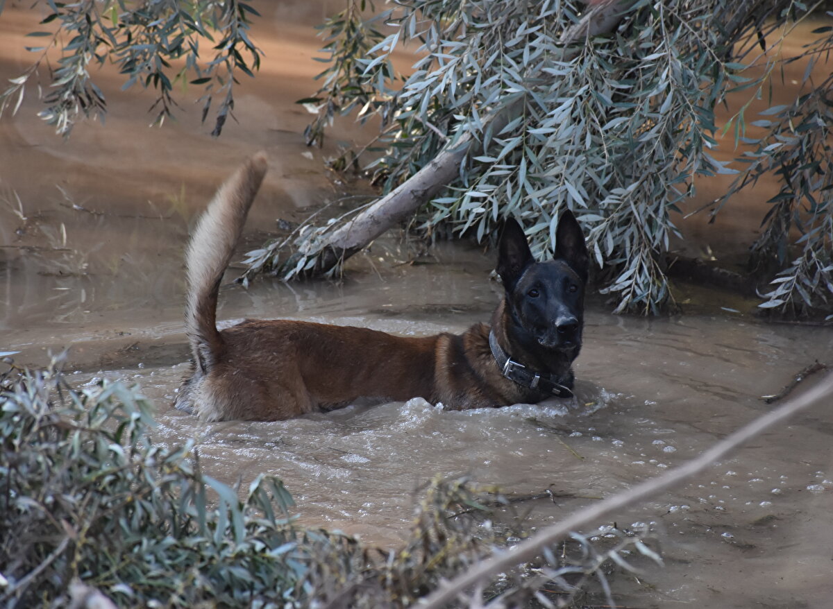 Yürütülen çalışmaları çamur ve balçığın oldukça zorlaştığını dile getiren Kumbuzoğlu, şunları kaydetti:<br><br>"Tabii biz bu arama taramaları yaparken önümüze çıkan bütün yan kanalları da tarama durumuyla karşılaşıyoruz. En ufak bir ihtimal gördüğümüz, her türlü sapma güzergahları da bizim ilgi alanımıza da dahil ediyoruz. Arama taramamızı zorlaştıran hususlar var. Büyük bir sel felaketinin içerisinde aynı zamanda çamur ve balçık, üzerindeki objeleri kapatıyor. Yani ilerleme sahamızı engelliyor, arama kurtarma ekibimizin çalışmalarını aksatıyor. Temennimiz, Asel bebeğimizi canlı olarak ve annesinin kucağına onu iade etmek ve annesinin üzüntüsünü, ailesinin üzüntüsünü gidermektir. Bütün kamuoyu şu konuda rahat olsun, AFAD olarak, Valilik olarak, sivil toplum kuruluşlarımız olarak yaptığımız bütün çalışmalar dünya standartlarının ölçülerinde yapılıyor. En ufak bir boşluk oluşturmadan ailemize, çocuğumuza kavuşma noktasında bütün desteğimizi yürütüyoruz."