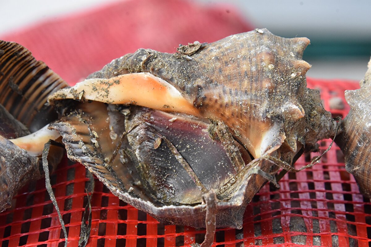 Ordu'nun Altınordu ilçesindeki Kumbaşı Balıkçılar Kooperatifi Başkanı Şahin Aydemir, "2023-2024 balık av sezonu, 1 Eylül itibarıyla başlamış oldu. Havaların sıcak olmasından dolayı deniz suyundaki sıcaklık ile birlikte balıklarımız kıyılara inmedi. Bu nedenle de bütün balıkçı arkadaşlarımız salyangoz avcılığına başladı. Salyangoz avcılığı da 1 Eylül itibarıyla başlamış oluyor. Nisan ayının 15'ine kadar devam ediyor. Salyangoz avcılığı yapan çok arkadaşımız olduğu için 2 ay gibi bir avcılık dönemi sürüyor. Çünkü il dışından da salyangoz avcılığı için Ordu ve Giresun sularına gelindi. Bu 2 ilin suyunda çok fazla gözüktüğü için; bu 2 il tercih edildi. Şu anda barınağımızda Samsun'dan, İnebolu'dan salyangoz avcılığı için gelen arkadaşlarımızı misafir ediyoruz" diye konuştu.