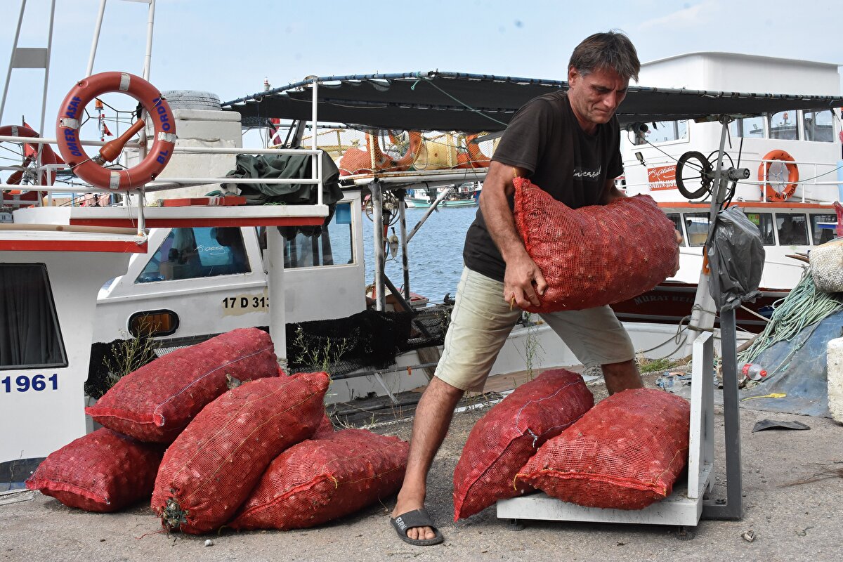 Deniz salyangozunun kilosunun 25 liradan satıldığını belirten Aydemir, "Salyangoz avcılığının dolar üzerinden ihracatı oluyor. İyi de bir fiyatı var. Kilosu 25 TL'den satılıyor. Bir balıkçımız 500 kilo ile 1 ton arasında değişen bir avcılık yapabiliyor. Burada deniz salyangozu avcılığı yapan 60 kayığımız var. Bunların hepsini hesaba kattığımızda; barınağımızdan günde 50 tonun üzerinde bir salyangoz avcılığı oluyor" dedi.<br>