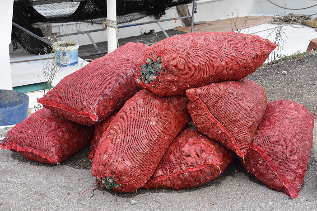 13 yaşından bu yana salyangoz avcılığı yapan Soner Zengin ise "Deniz salyangozu avcılığı, gün doğumu ile gün batımı arasında serbest. Biz de günün ilk ışıklarında denize açılıp, salyangoz avcılığı yapıyoruz. Yakaladığımız salyangozları limana getiriyoruz. Türkiye'deki salyangoz işleme fabrikalarının araçları geliyor. Onlara yükleyip, fabrikalara gönderiyoruz. Şu anda avcılıktan memnunuz" dedi. 