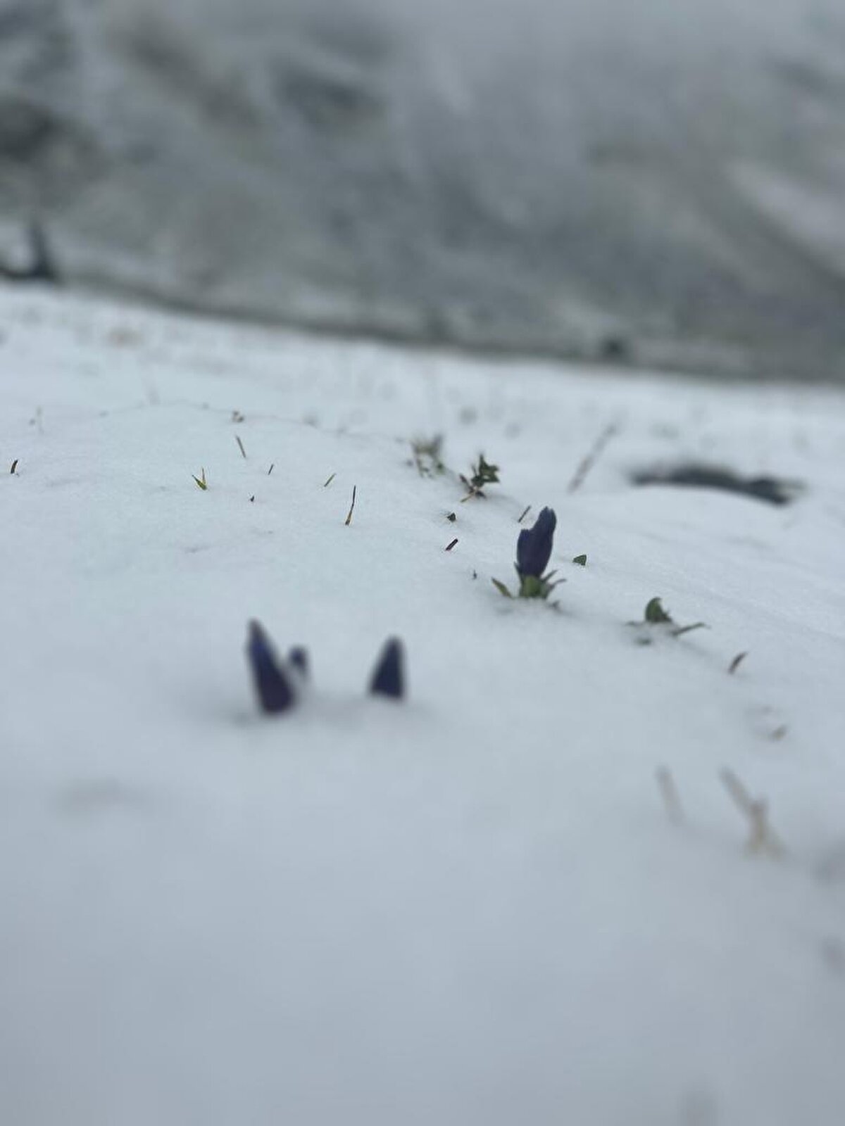 'KAR, BİRAZ ERKEN DÜŞTÜ'<br><br>Sakorya Yaylası'nda kar yağışı sonrası güzel görüntüler oluştuğunu söyleyen Tepebaşı köyü muhtarı Ebubekir Pehlivan, "Dün gece yaylada kaldım. Sabah uyandığımda yaylamızın yüksek kesimlerinin karla kaplı olduğunu gördüm.