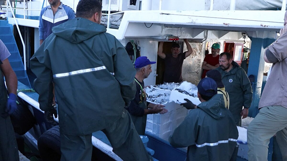 Teknelerden kasa kasa indirilen hamsiler, yüzleri güldürdü. Marmara Denizi'nden 1 haftada 747 ton 651 kilogram hamsi avlandı. Bu rakam geçen yılın aynı döneminde 416 ton 756 kilogram olarak kayıtlara geçmişti. Bu yıl geçen yıla göre 330 ton 895 kilogram, yaklaşık 2 katı hamsi yoğunluğu görüldü. Hamsiyi, sardalya, çipura, torik, mırlan ve istavrit takip etti. İBB Gürpınar Su Ürünleri Hali'nde 1 haftada bin 173 ton balık satışı gerçekleştirildi. <br><br>