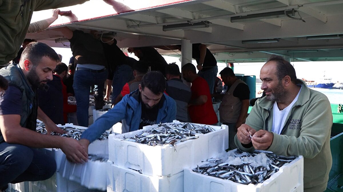 <br>"BU SENE HAMSİDE MARMARA DENİZİ'NDE BOLLUK VAR"<br><br>İBB İSYÖN A.Ş. Genel Müdürü Hamdi Arpa, "Bu sene hamside Marmara Denizi'nde bolluk var. Bu zaten beklediğimiz bir gelişmeydi. Gelen ürünün yaklaşık yüzde 70'ini hamsi oluşturuyor. Geçen yıl bu rakamlar daha düşüktü. Şu andakinin yüzde 50'sine yakın daha az bir miktarda balık gelmişti. Geçen yılın başat balığı palamuttu. Bu yıl palamut beklemiyoruz ve ilk göstergede de palamudun olmayacağını doğrular nitelikte. Gürpınar Su Ürünleri Balık Hali'nin özelliği balık borsası diyebilirsiniz. Türkiye'nin her yerinden buraya balık gelir. Türkiye'nin her yerine balık gider. Türkiye balık piyasasının belirlendiği bir merkez burası. Burada şu anda Marmara Denizi'nde sadece hamsi çıkıyor Karadeniz henüz hamsiye başlamadı.