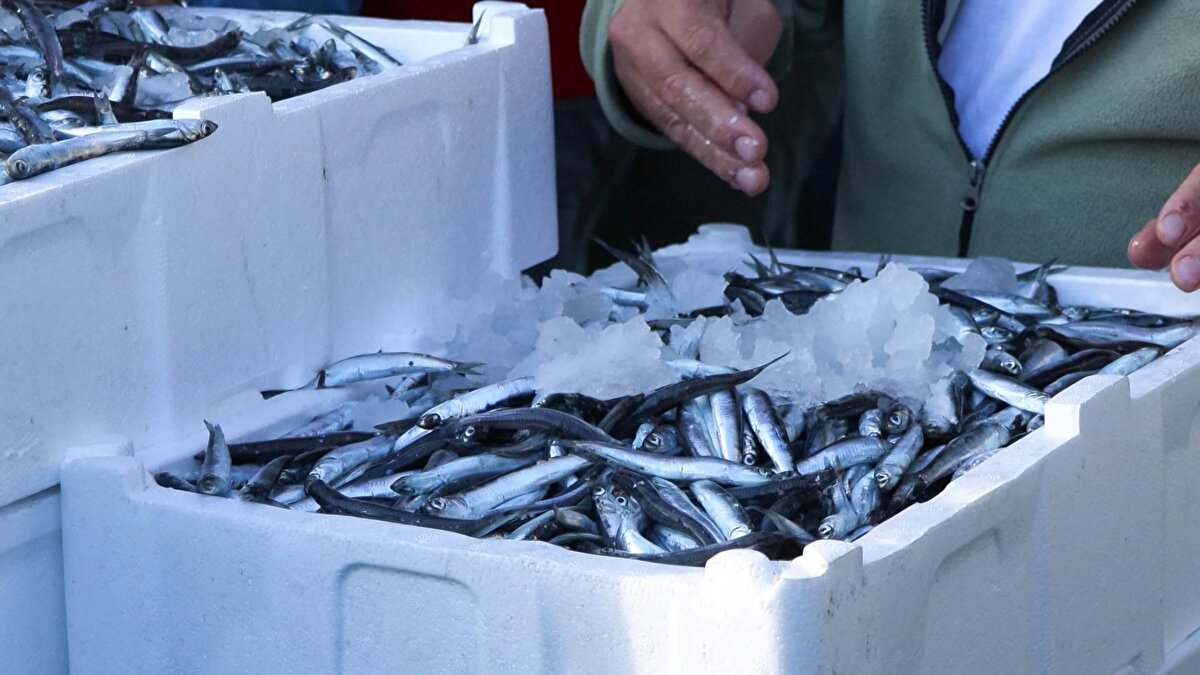 "HALKIMIZ BALIĞA DOYACAK"<br><br>Hale balık almaya gelen Serdar Can, "Şu an zaten göründüğü gibi hamsi bol. Yani 1 Eylül'den itibaren hamsi Türkiye genelinde tezgahlarda her tarafta bol. Marmara olması hasebiyle bile bütün Türkiye'yi besliyor. Diğer çeşitlerle alakalı da hava biraz esintili. Sabaha karşı balık oluyor. Bundan sonra daha güzel bir balıkçılık bizi bekliyor. İnşallah halkımız bol balık yiyecek. Bunun peşinde palamut tabii ki geçen seneki gibi olmasını beklemiyoruz; öyle bir palamutçuluk yok yine de olacaktır ki, var. Halkımız balığa doyacak. Şu anda en ucuz balık. Yani gerçekten balık bedava. Tezgahlarda hamsinin, en pahalı yerde, en iyisi, en kalitelisi 100 liranın üstü yok. Bugün 50 liraya, 60 liraya, 100 liraya balıklar bedava" diye konuştu.<br><br>