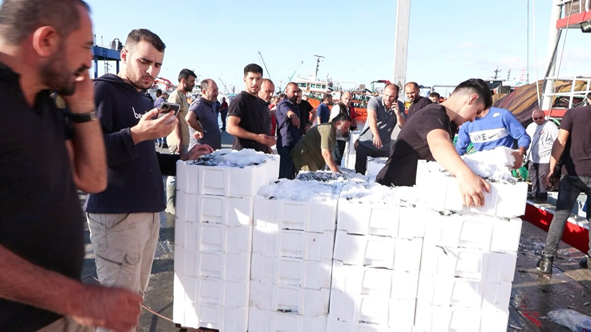 Bu nedenle Karadeniz'deki birçok tekne ve Marmara'daki birçok tekne burada avcılık yapıyor. Umudumuz avlanan hamsi miktarının daha çok artması, masrafların daha azalması. Tabii bu arada beklentimiz de balıkçılardan stokları koruyacak, kendi geleceklerini koruyacak özende ve dikkatte olmaları. Bugünlerde gelen balıkların yaklaşık yüzde 70'ini hamsi oluşturuyor. Bunu takip eden istavrit, mezgit, lüfer gelir bu tür balıklar olacaktır. Bu sene palamut dışında her balığı bekliyoruz. Bize denizden gelen ürün yıllar ortalamasına baktığımızda yüzde 10 civarında. Geçen sene bu rakam yüzde 5'in altındaydı. İşte bu yıl bu yakın çevrede hamsi avcılığı olduğu için birçok tekne burada. Bizim balıkçı limanımızın 80 tekne kapasitesi var. Dileğimiz bundan sonra Karadeniz'de de hamsi avcılığının başlaması. Balıkçılarımızın gelir elde etmeye devam etmeleri" dedi. <br><br>