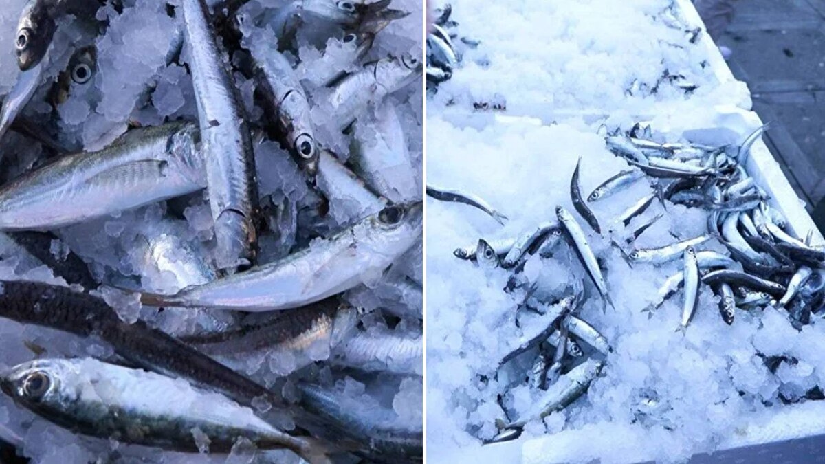 Av yasağının 1 Eylül'de sona ermesiyle balıkçılar 'Vira Bismillah' diyerek Marmara Denizi'ne açıldı.