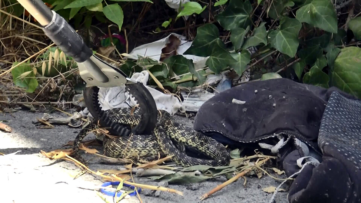 Ekipler, 1 metre uzunluğundaki yılanı yakalama aparatı ile alarak, doğal ortamına bırakmak üzere götürdü.