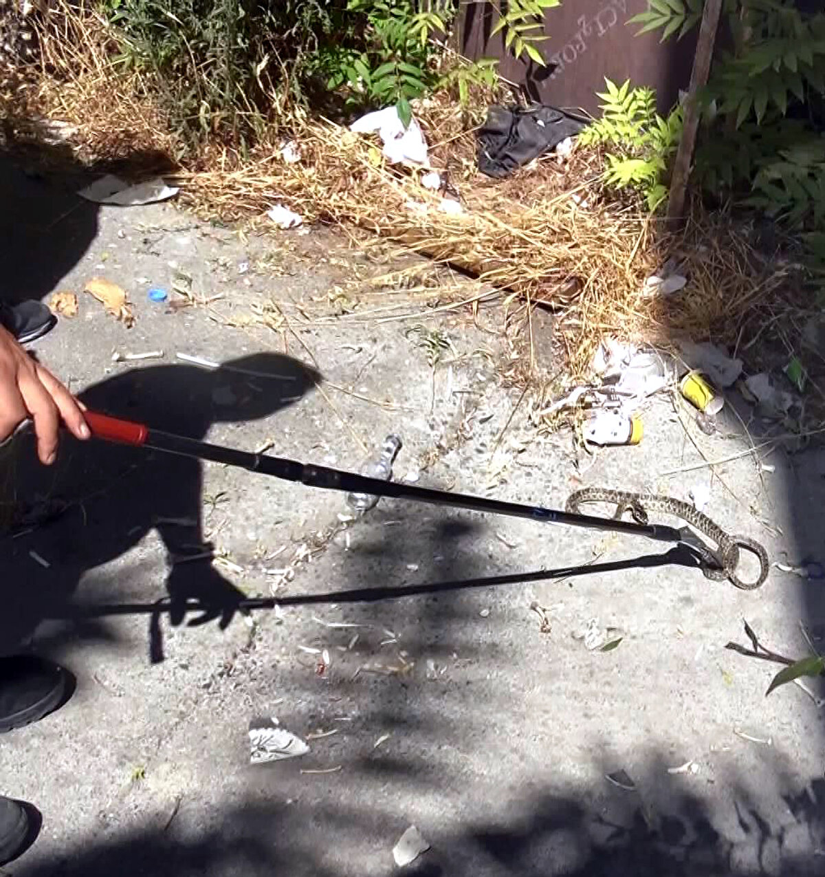 Yılanı bahçede gören Ahmet Gıdık, “Yılan oldukça büyük. Kediye saldırmak istiyordu. Sağ olsun itfaiyeciler gelip müdahale etti" dedi.