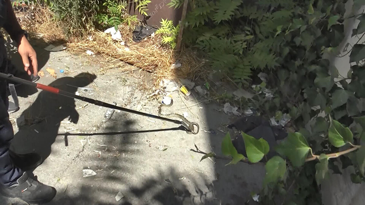 İhbar üzerine gelen itfaiye ekibi, yılanı yakalamak için çalışma yaptı.