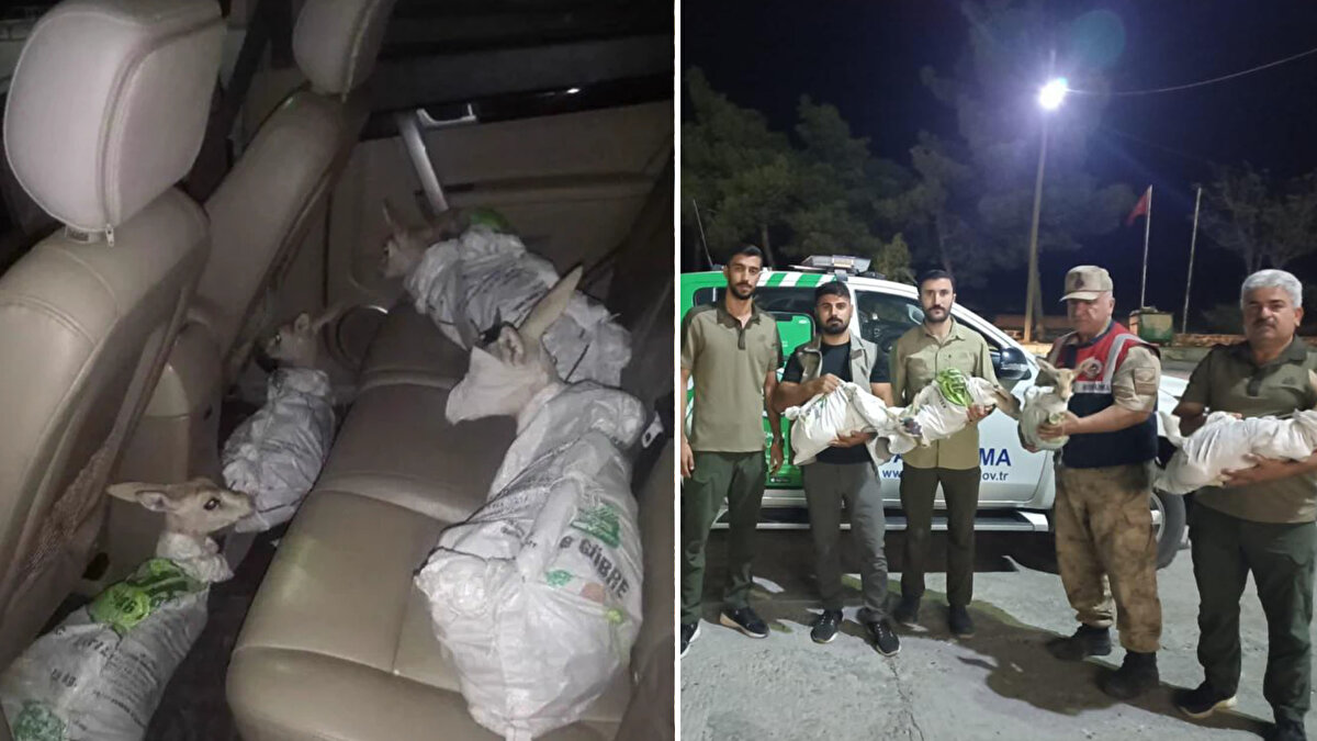 Eyyübiye ilçesine bağlı Tekyamaç Mahallesi mevkisinde bir ihbarı değerlendiren Şanlıurfa İl Jandarma Komutanlığına bağlı Çevre, Doğa ve Hayvanları Koruma Timi tarafından “Kaçak Ceylan Avcılığını Önleme" faaliyetleri çerçevesinde bir otomobil durduruldu.