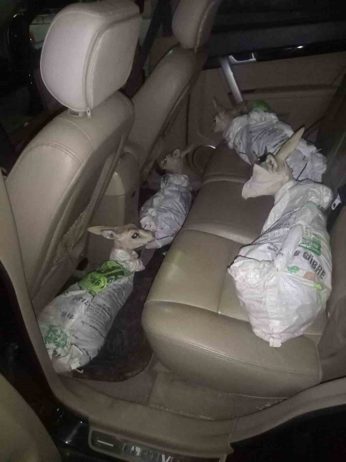 Ele geçirilen ceylan yavruları muhafaza altına alınarak tedavileri yapılmak üzere Jandarma HAYDİ ekipleri tarafından Doğa Koruma ve Milli Parklar Şube Müdürlüğü ekiplerine teslim edildi.