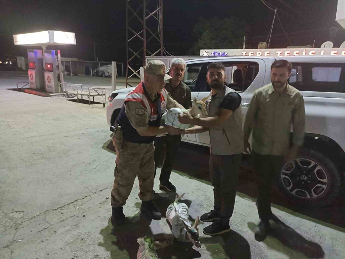  İ.D., R.A. ve M.D. isimli şahısların bulunduğu otomobil içerisinde arama yapıldı. Aramada, doğadan yakalanmış ve çuvallara sarılmış halde 4 yaralı ceylan yavrusu ele geçirildi. 