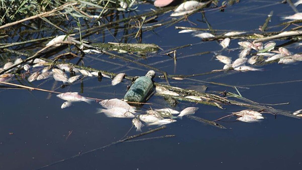 Büyük Menderes'in Aydın'dan geçen kısmında suyun renginin koyulaştığı dikkat çekti. Yüzeydeki ölü balıklar; bölge halkını tedirgin etti.<br><br>