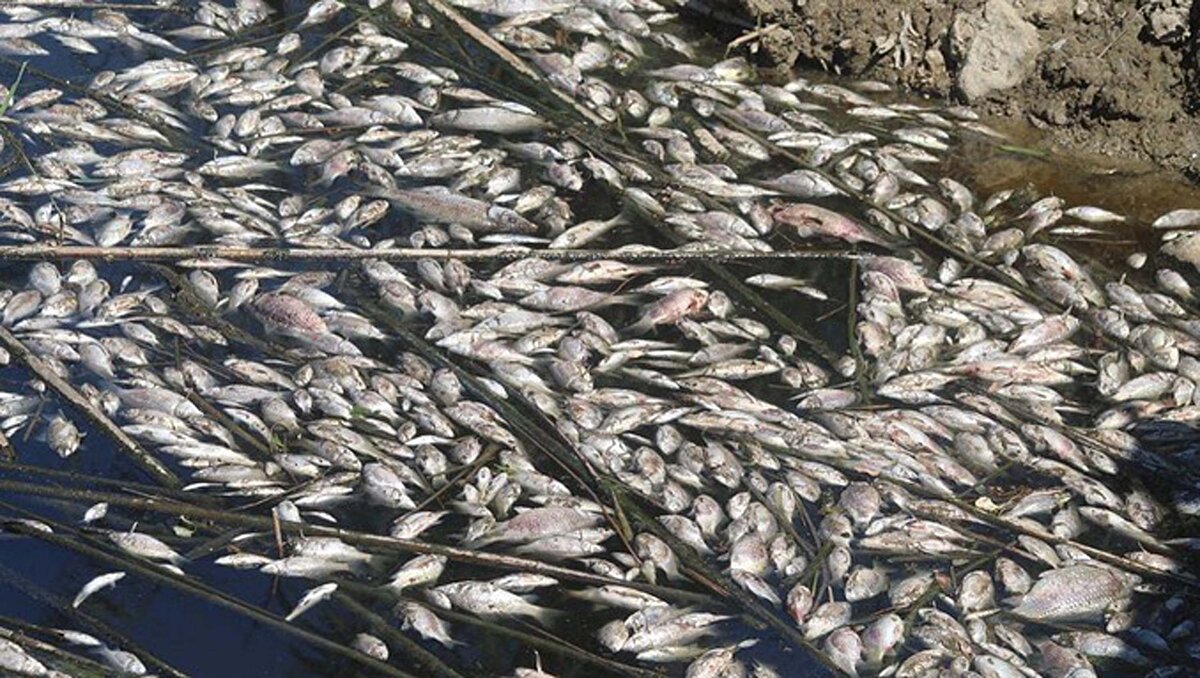 Ekosistemi Koruma ve Doğa Sevenler Derneği bölgeye gidip incelemelerde bulundu. Dernek Başkanı Bahattin Sürücü, balık ölümlerinin su kirliliği yüzünden meydana gelmiş olabileceğini söyledi.<br><br>