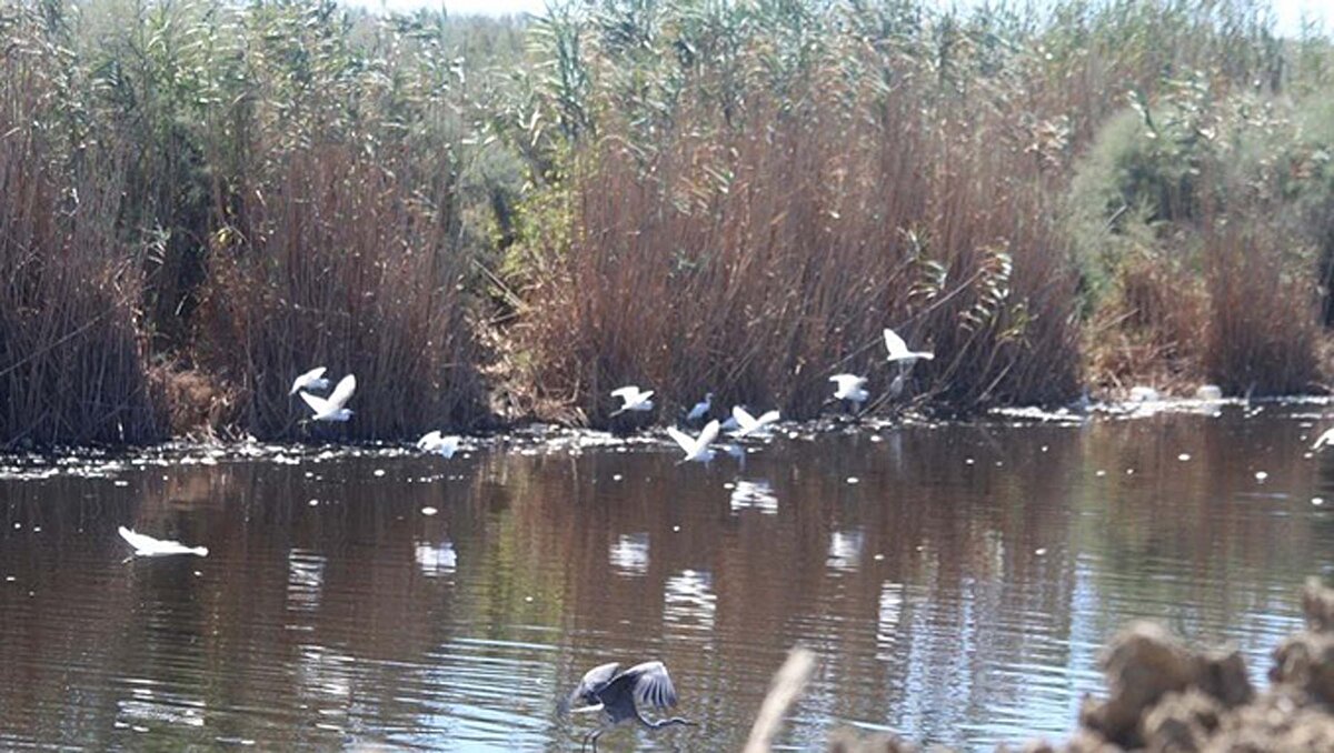 Ölü balıkları kuşların yediğine dikkati çeken Sürücü, "Zaten deltanın bütün kuşları buraya geldi. Balıkların neden öldüğü suya bakınca anlaşılıyor. Su değil siyah bir sıvı. Arıtmasız şekilde endüstriyel tesislerin, işletmelerin, fabrikaların ve organize sanayilerin boşalttıkları atıklar maalesef bu tahliye kanalı vasıtasıyla denize kadar gidiyor. Aynı zamanda suda oksijen oranı çok düşük su olmaktan çıkmış zehirli bir sıvı akıyor. Kuşlar bunu yiyor kuşlara zarar verir mi bunun da incelenmesi gerekiyor. Bu balıkların neden öldüğünün acilen araştırılması lazım. İlgili kurumlara başvuracağız" dedi.<br><br>